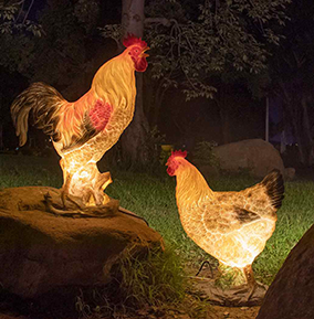 發光公雞母雞